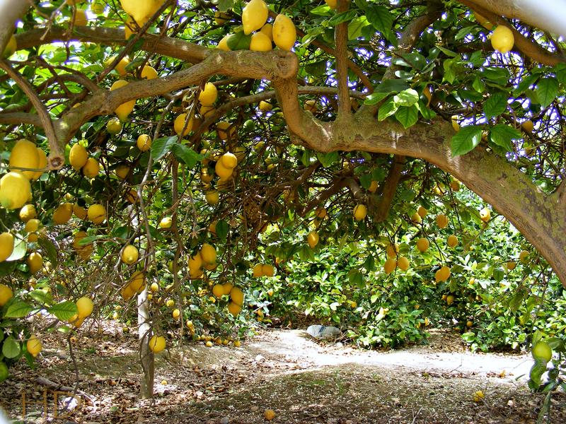 spain-Lemons-3-HD.jpg