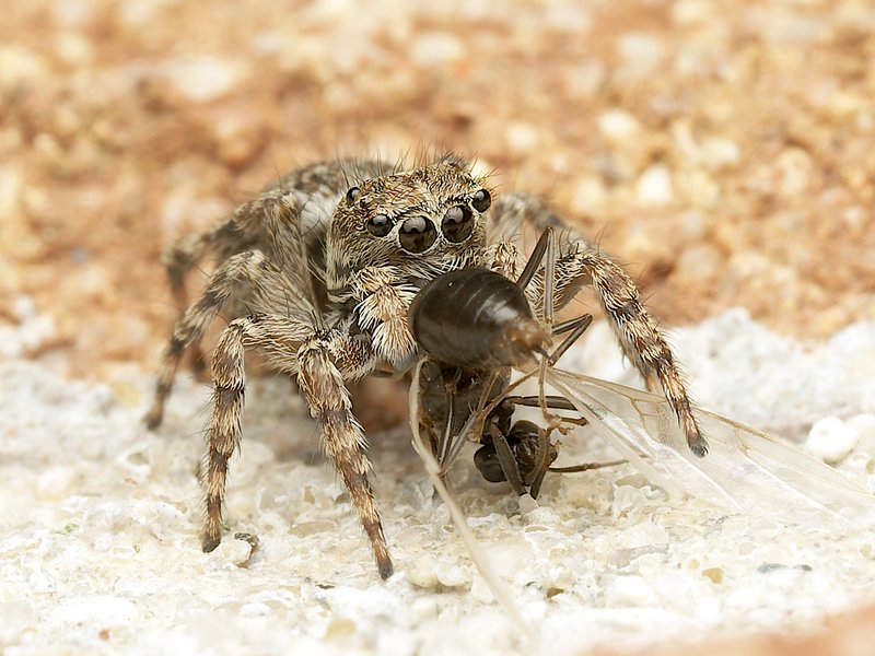 https://i.postimg.cc/15Psr4t5/Salticidae.jpg