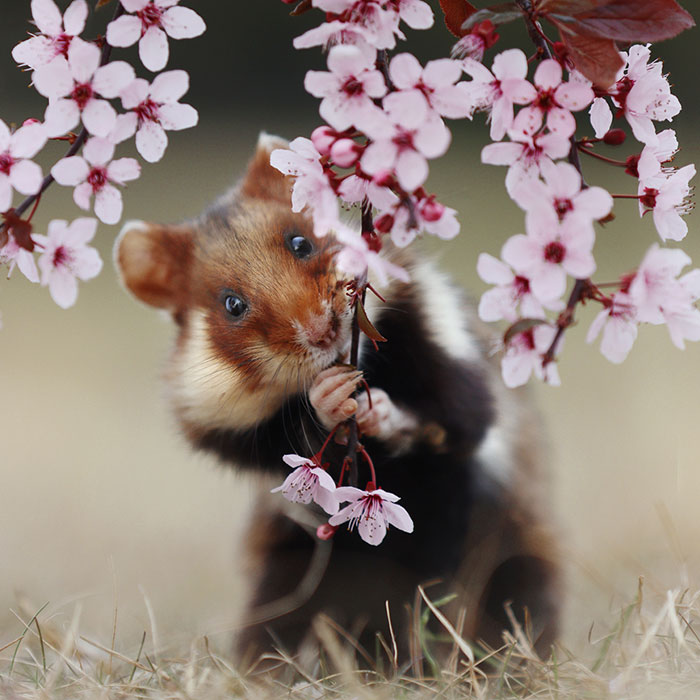 wild-hamsters-photography-10-years-julian-rad-coverimage.jpg