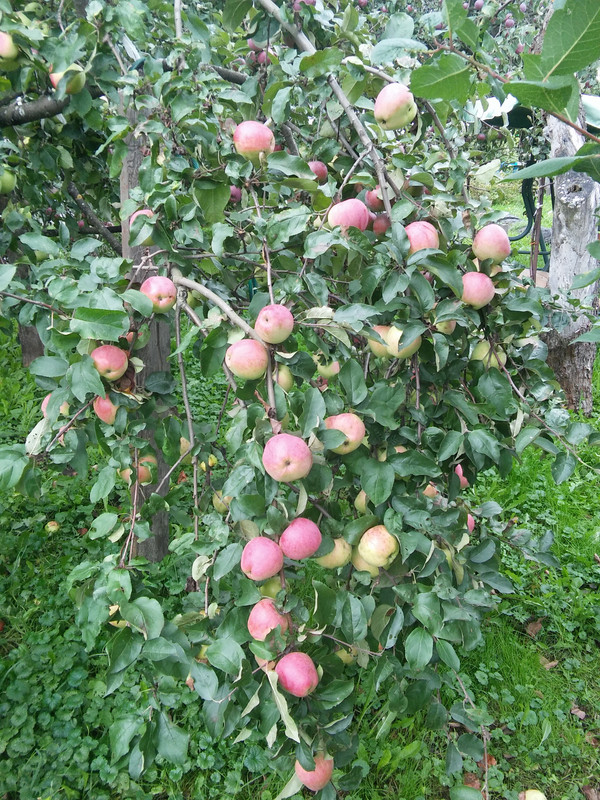 Кандиль орловский