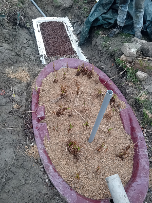 nettoyage, sélection et replantage des roseaux : en espérant qu'ils reprennent bien !