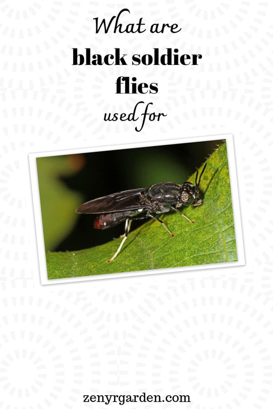 what-are-black-soldier-flies-used-for-pin.jpg