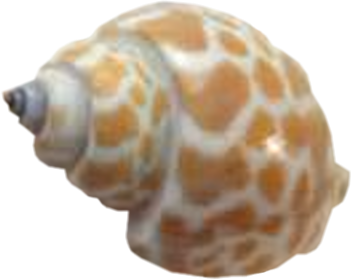 Siempre Libre & Glitters y Gifs Animados Nº354 - Página 63 BBD-LSD-SHELL-01