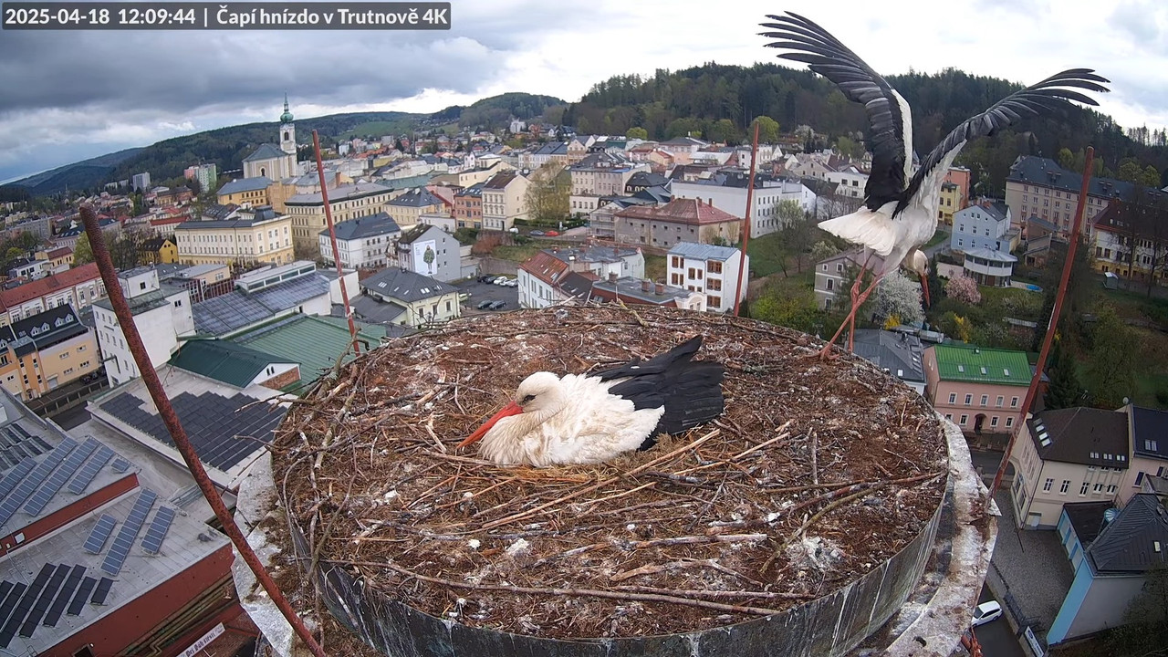 Živě z čapího hnízda na pivovarském komíně v Trutnově 14-41-44 screenshot (1)