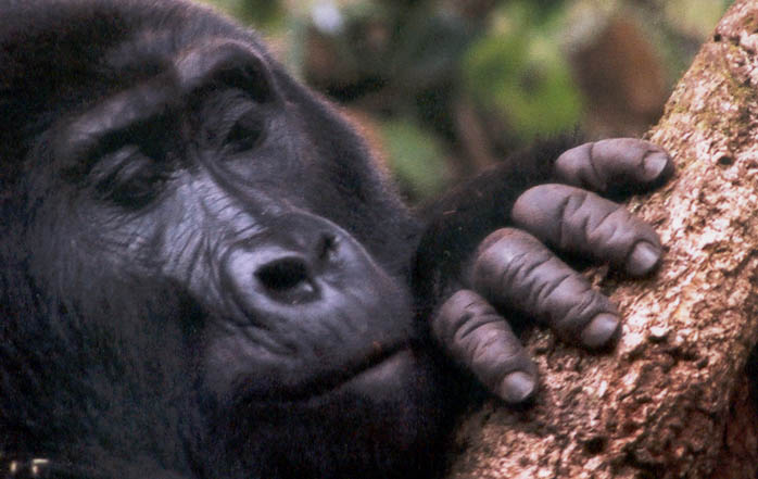 A mountain gorilla feeds on the insects on a tree.