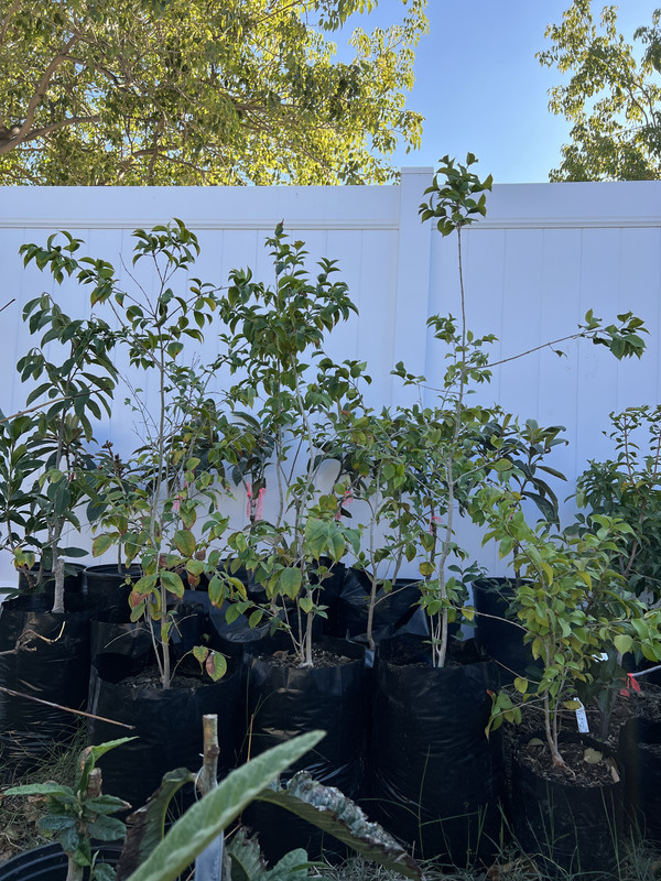 F7DB251E-0160-48EA-A68C-A6D624C330BF