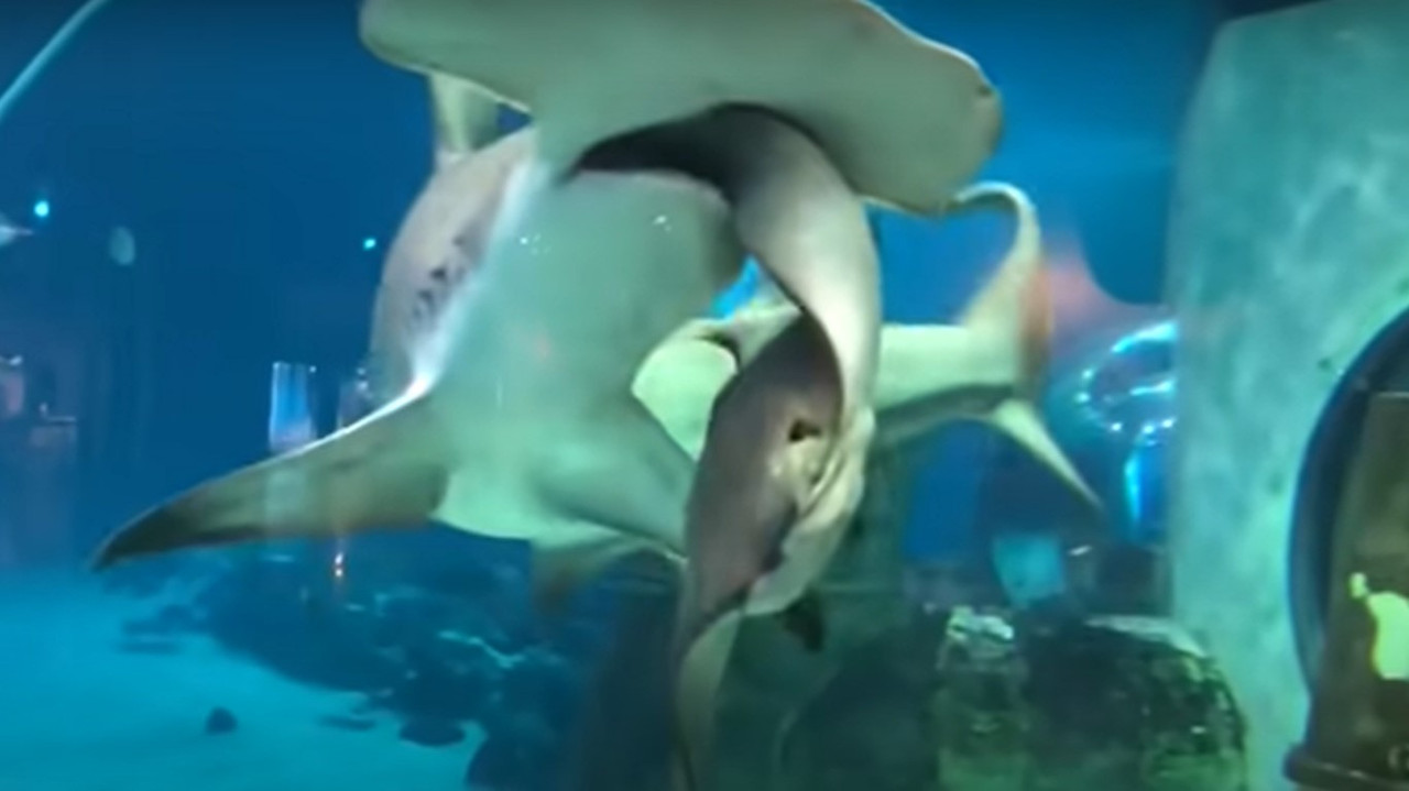 Niños visitan acuario y terminan traumatizados, esto fue lo que pasó