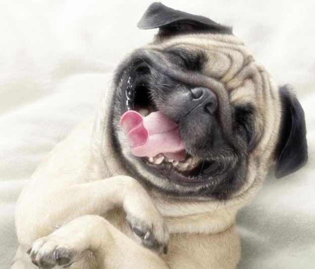 dog-day-7.jpg