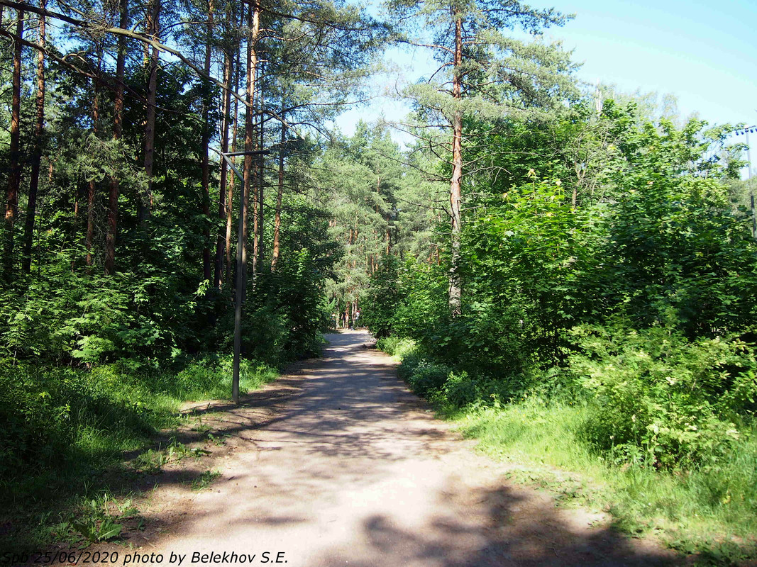 Питер, парк, Сосновка