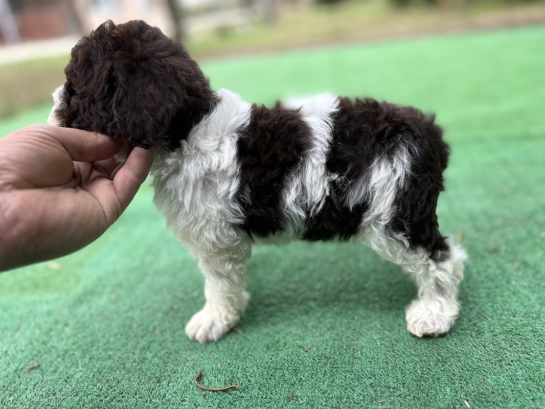 Lagotto Romagnolo female puppy for sale – Ideal Dale Era – 48 days old – photo 7