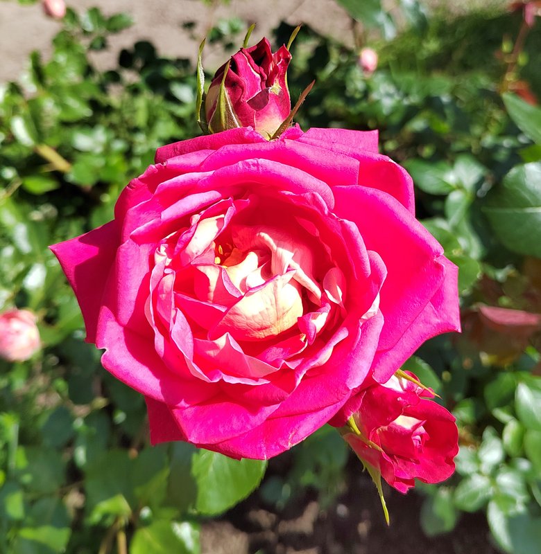 https://i.postimg.cc/15XFqNfZ/019-IMG-20240615-105954.jpg