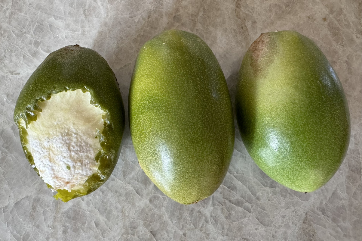 300CF15A-9FF2-4B8E-92DA-520BDE2B2EA7_1_102_o