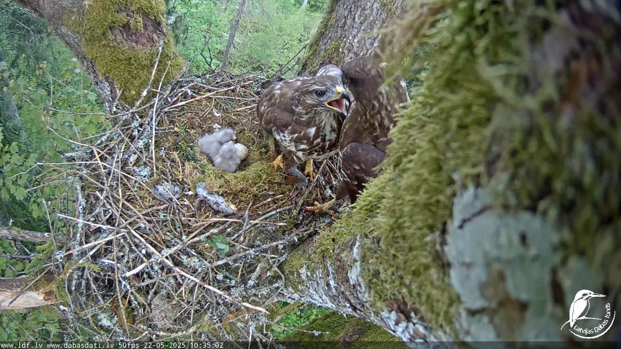 Melnās klijas (Milvus migrans) Kurzemē_ peļu klijāni (Buteo buteo) 14-26-38 screenshot