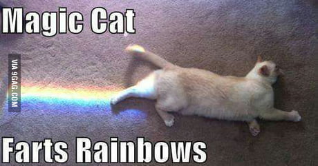 cat-farting-rainbows.jpg