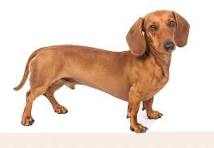 DACHSHUNDS