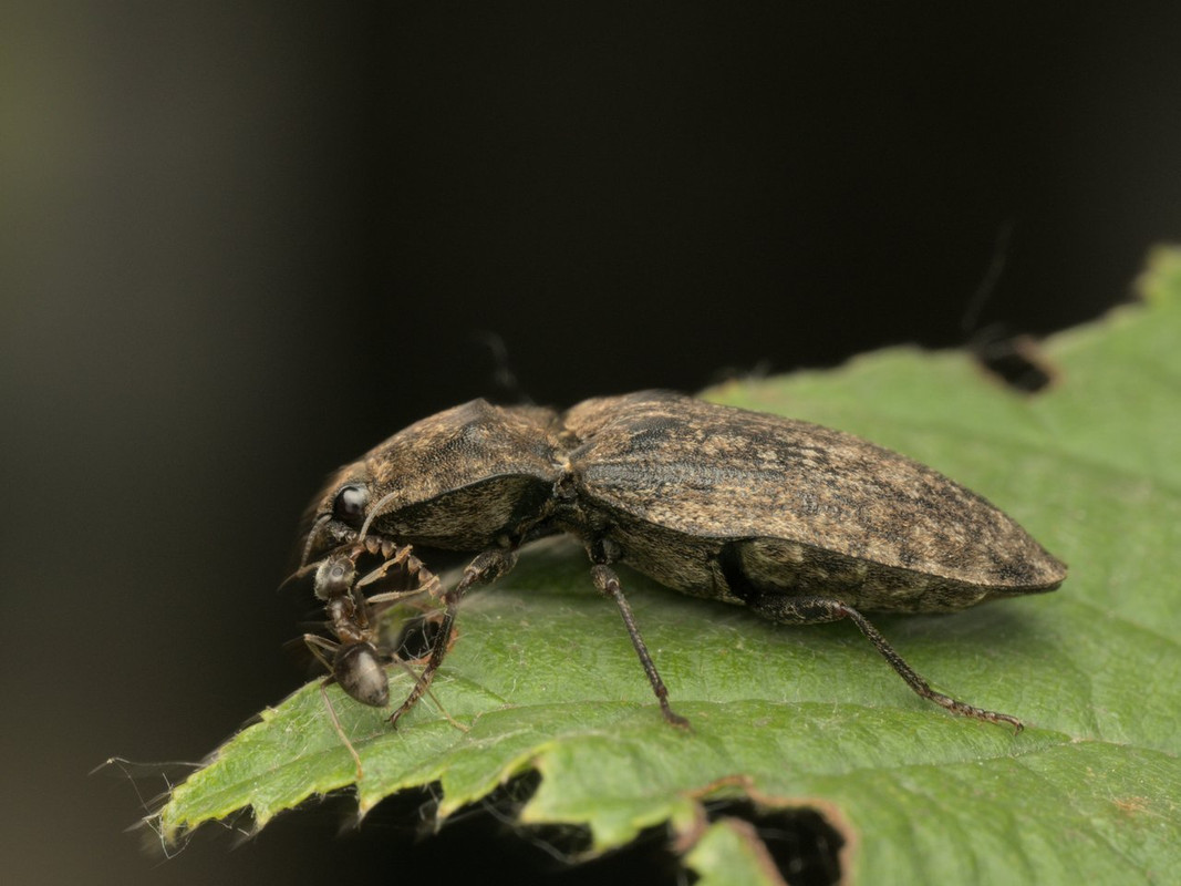 https://i.postimg.cc/15YsqPfj/Elateriade-Agrypnus-murinus.jpg
