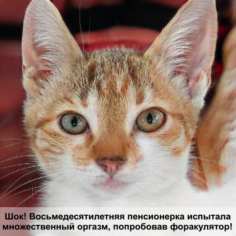 породы кошек голубого окраса