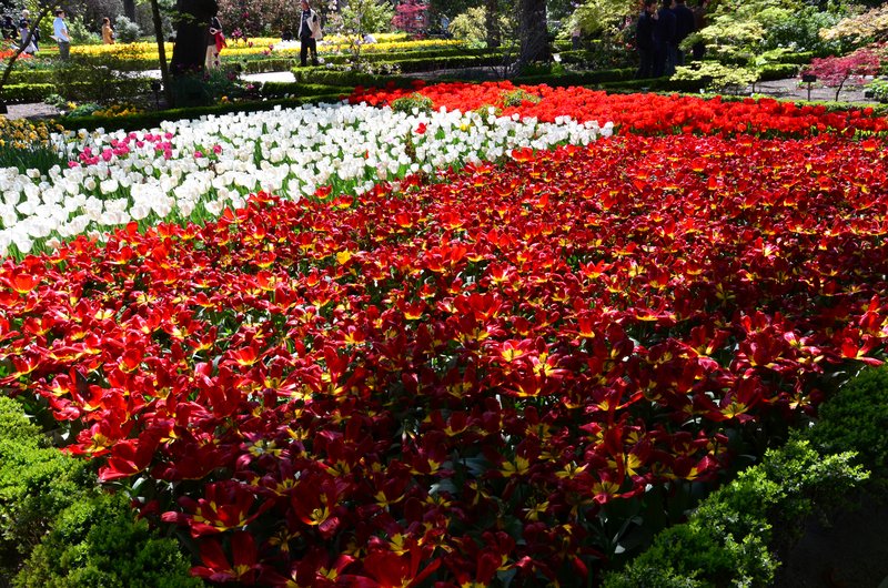 JARDIN BOTANICO-13-4-2013-MADRID - Paseando por España-1991/2017 (12)