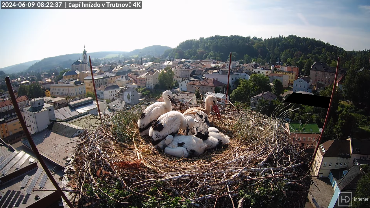 Tiešraidē no stārķa ligzdas uz alus darītavas skursteņa Trutnovā 10-36-12 screenshot (1)