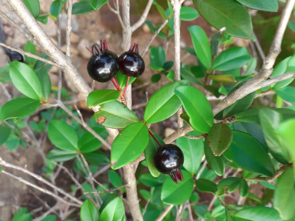 WhatsApp Image 2020-12-20 at 00.10.00 (18)