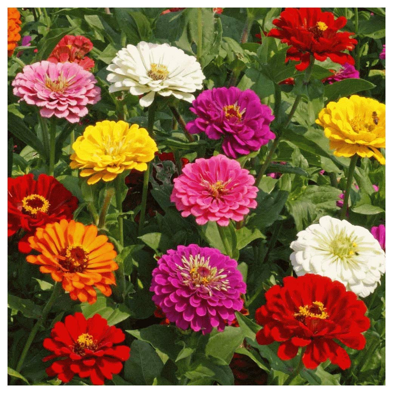 Agriculture Word zinnia