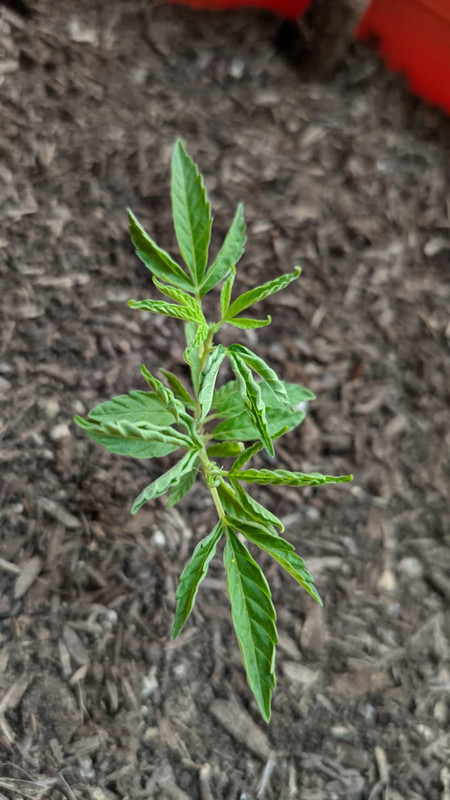 WhatsApp Image 2021-06-21 at 4.06.45 PM (3)