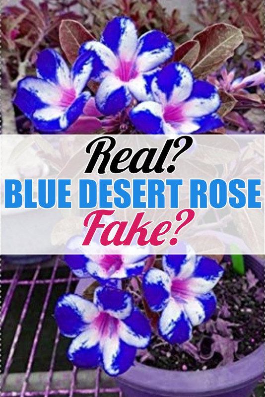 blue-desert-rose-real-or-fake.jpg