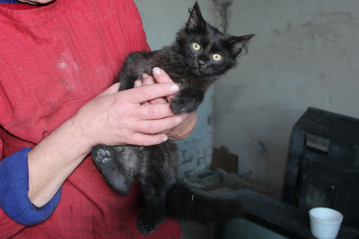 котенок срч — Postimages