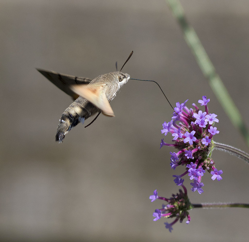 kolibrievlinder 164A0099