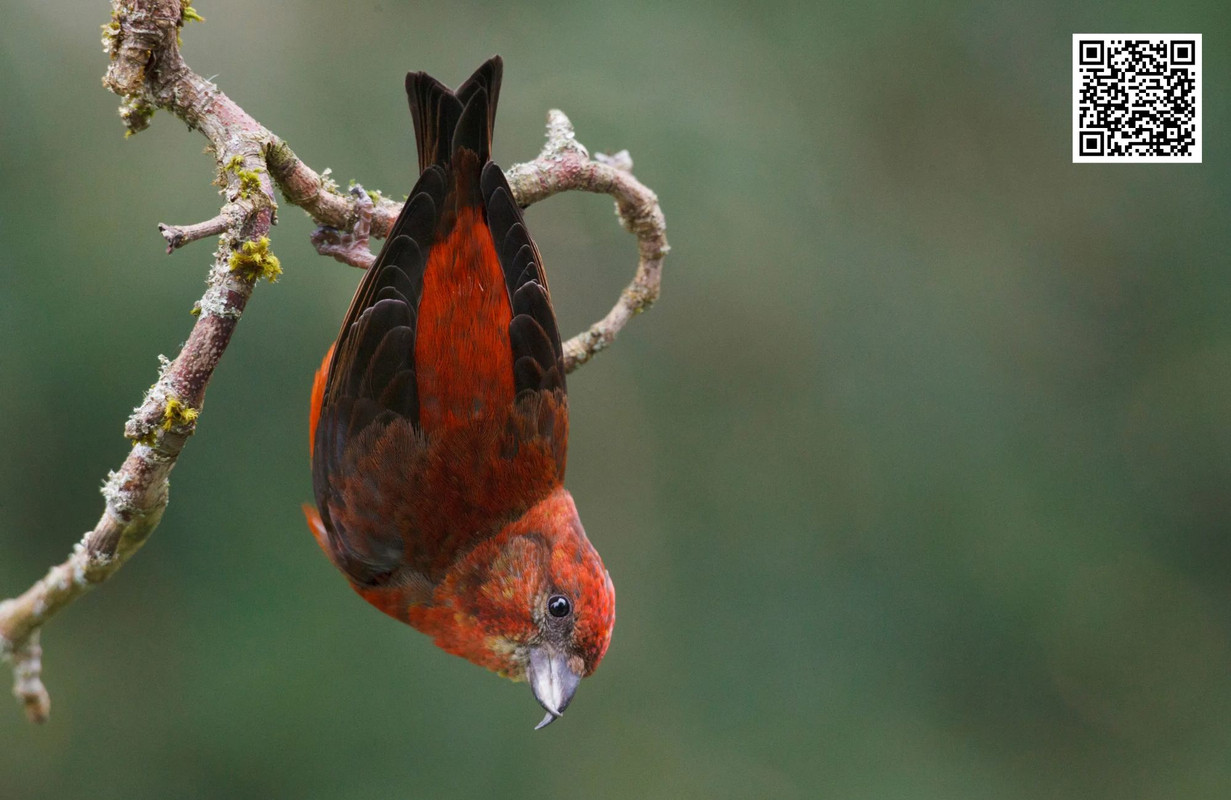 How the Common Crossbill Adapts to Food Shortages?
