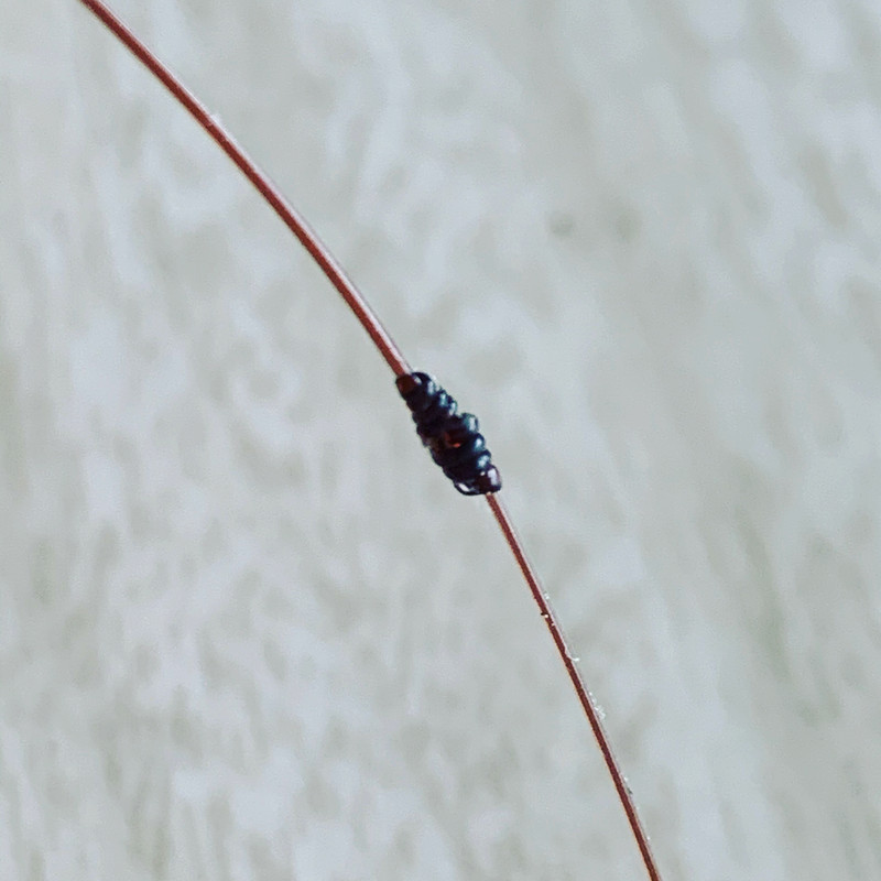 09C647ED-3506-4D2C-BDE8-29D8CD239FDD