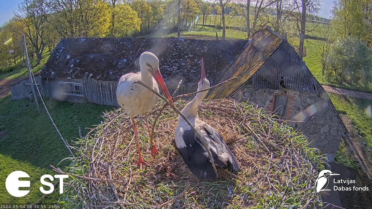 Baltie stārķi (Ciconia ciconia) Tukuma novadā - LDF tiešraide __ White storks in Tukums, Latvia 12-0