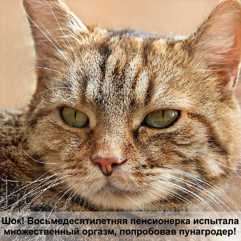 мордочка кота