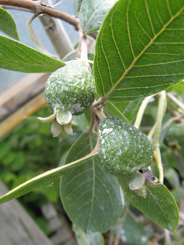 psidium_australe_20160314T144713