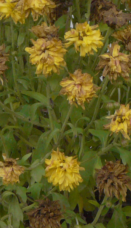 P1100253-0.2... (900)