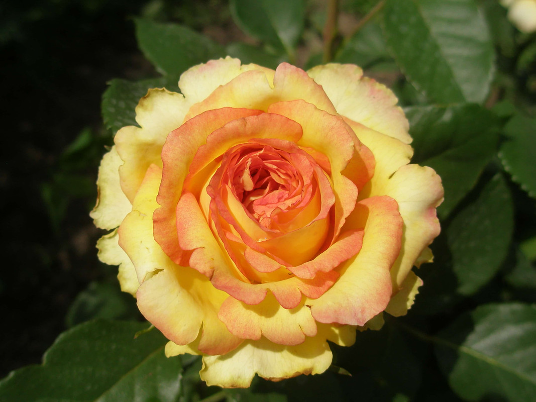 P5221803