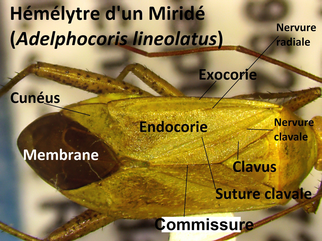 Aile-ant-rieure-Miride