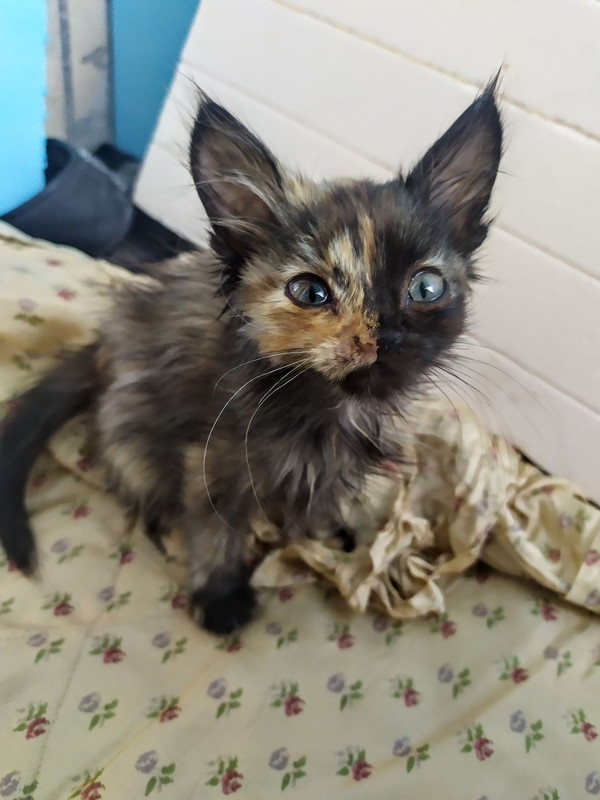 IMG_20201010_145526 (1)