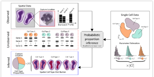 stereoscope：利用scRNA-seq和空间转录组数据对细胞类型和空间分布进行概率推断-2.png