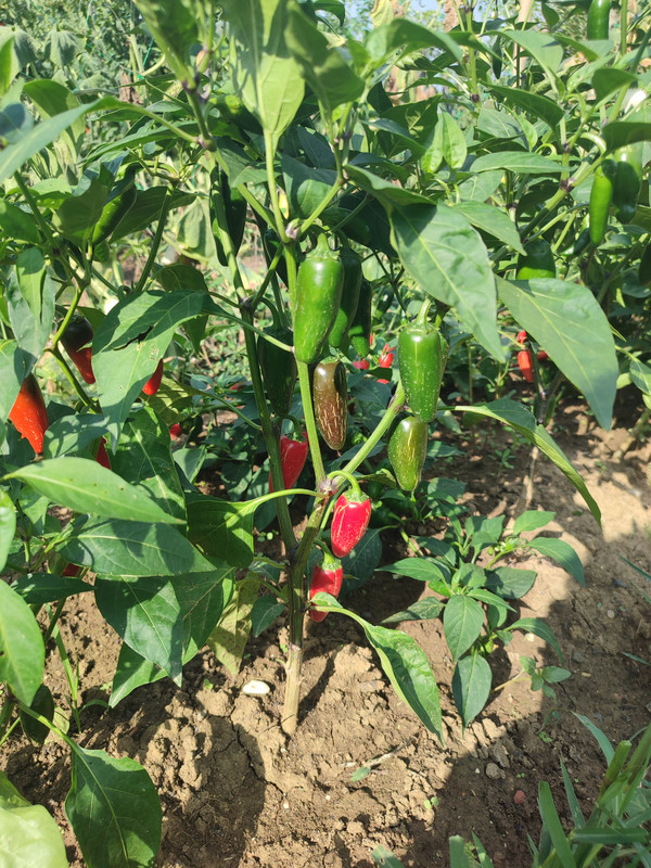 [Слика: IMG-20220826-153428.jpg]