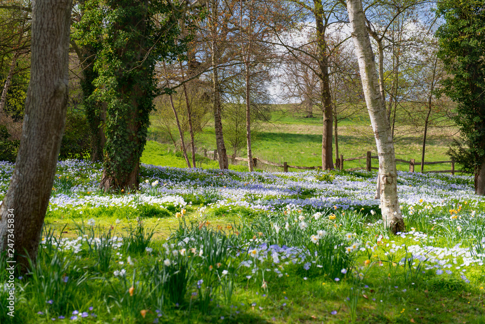green-field-bluebell-woods.jpg