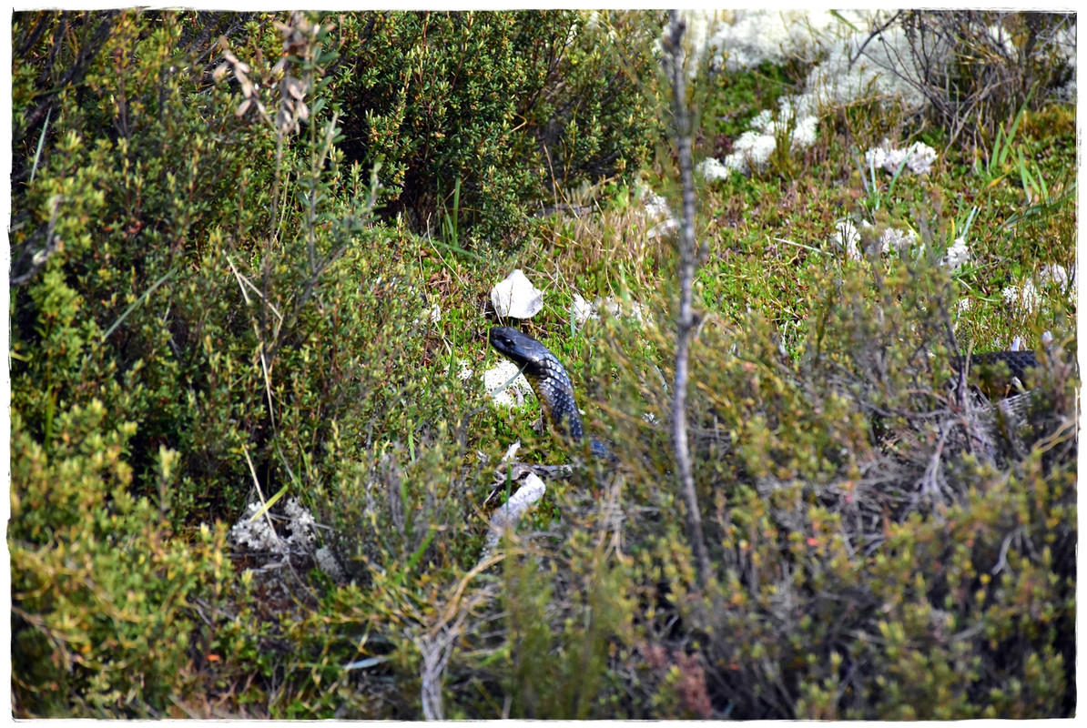 Cradle Mountain National Park - Australia (II): Recorriendo Tasmania (3)