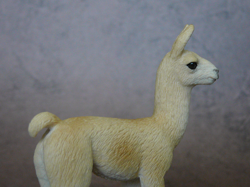 Mojö 2019 Llama and Cria- a walkaround by A.R.Garcia P1090618ed