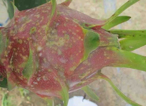 fungi-on-dragon-fruit.jpg