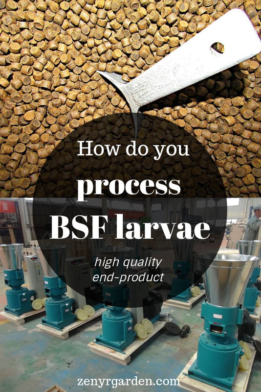 how-do-you-process-black-soldier-fly-larvae.jpg