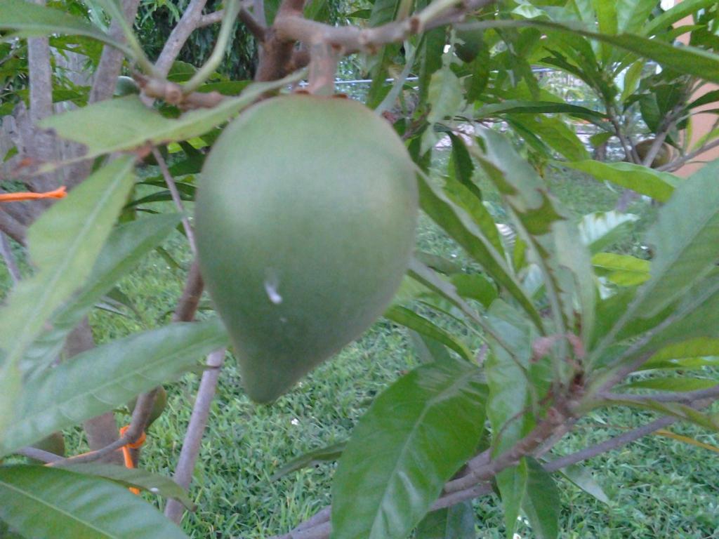 Canistel2_zpse27eb500