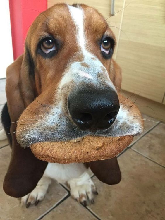 Bassett-What-Cookie1d8ff72818.jpg
