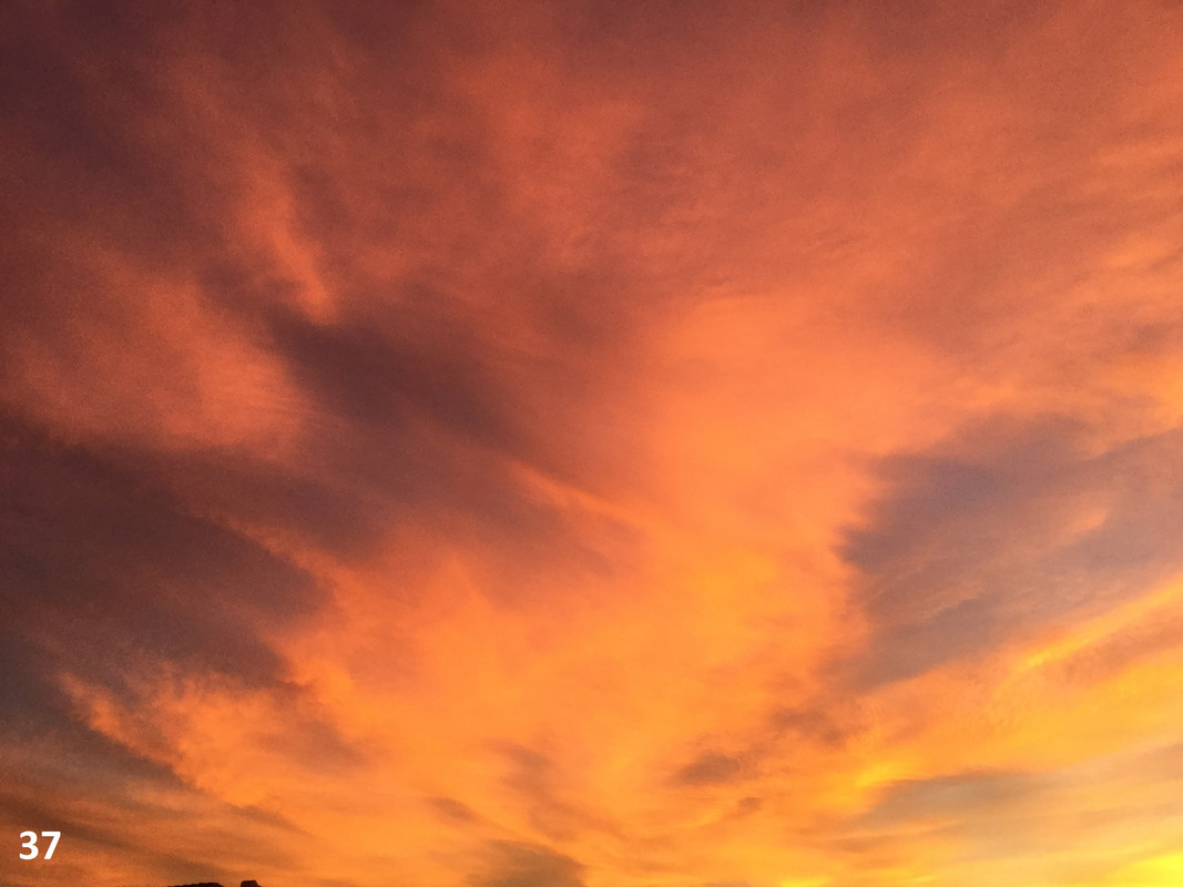 37 sunset arboleas