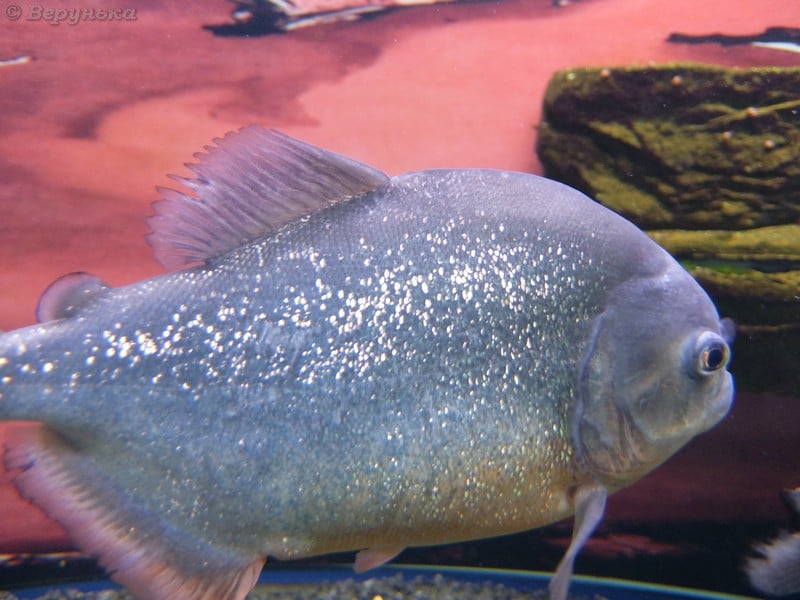 DSCF5261