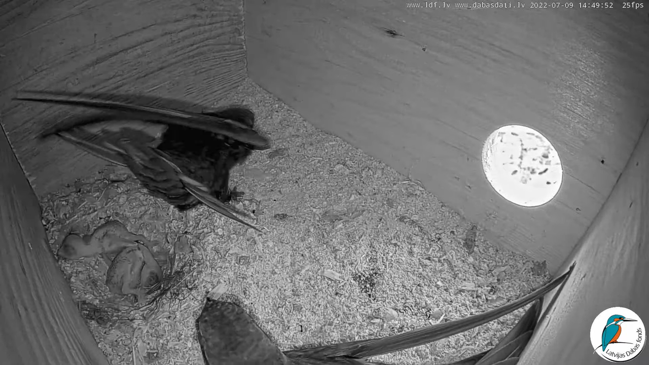 Svīre (Apus apus) Cēsu pils - LDF tiešraide _ Būris 11-58-32 screenshot